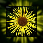 28th Aug 2019 - Sunflower 