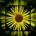 Sunflower  by beryl