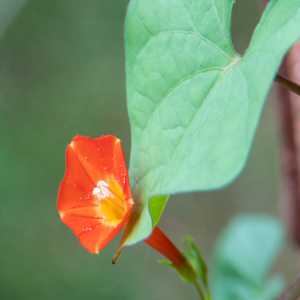 Mini Morning Glory by randystreat