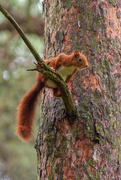9th Aug 2019 - Red Squirrel