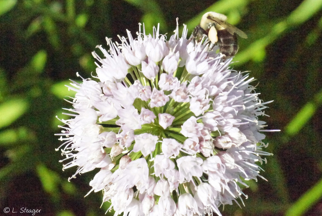 White flower and a busy bee. by larrysphotos
