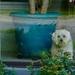 How Much is That Doggie In The Window? by allie912