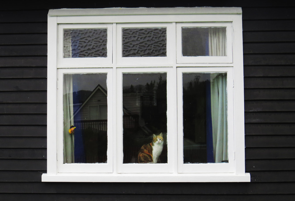 window cat by kali66