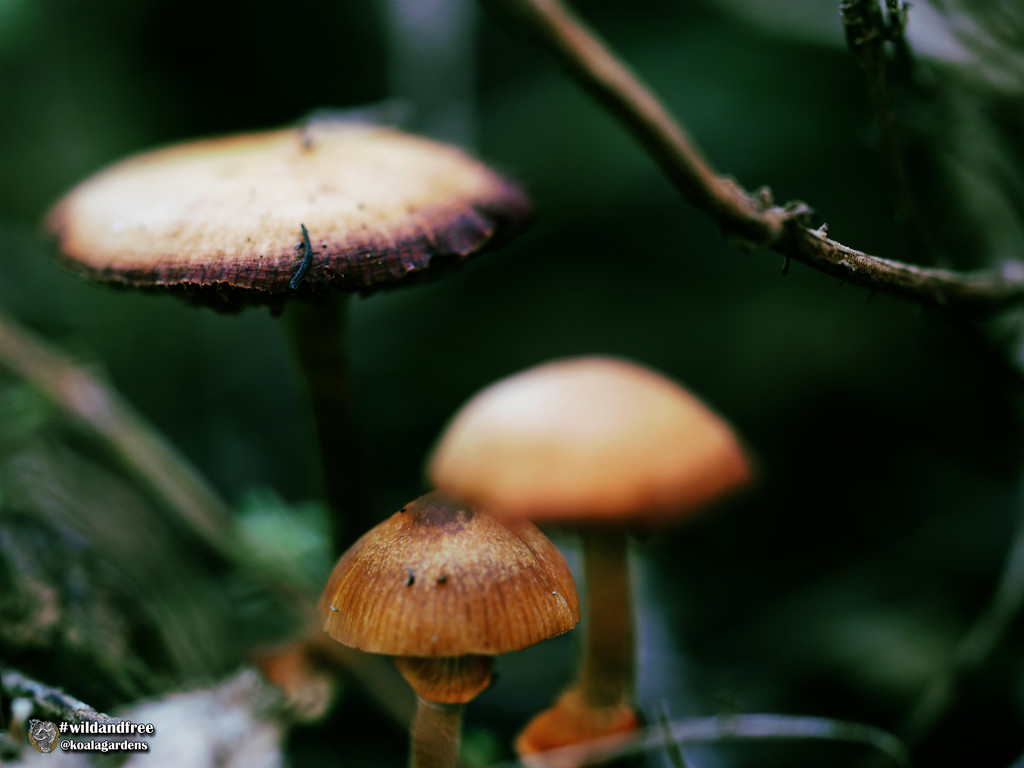 Mini Mushrooms by koalagardens