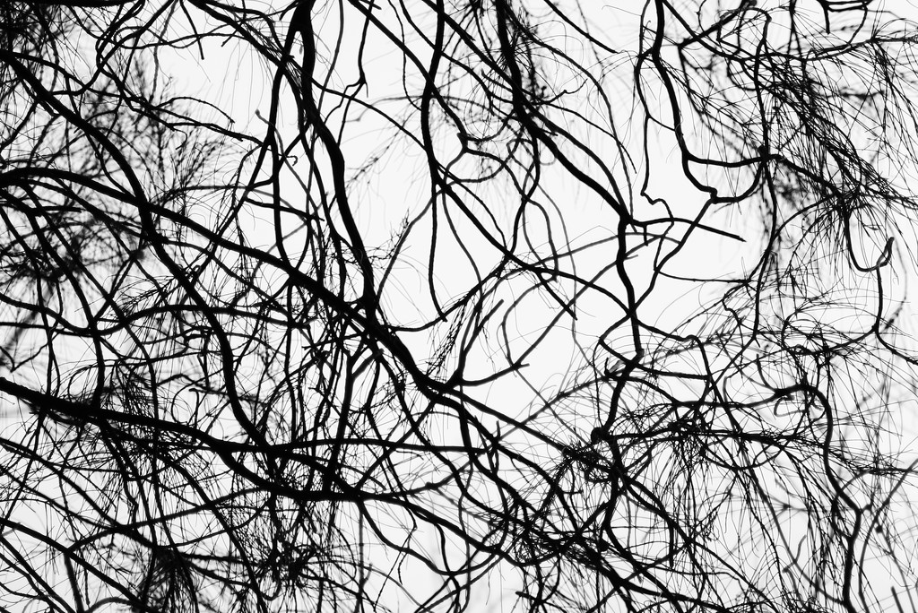 branched out by wenbow