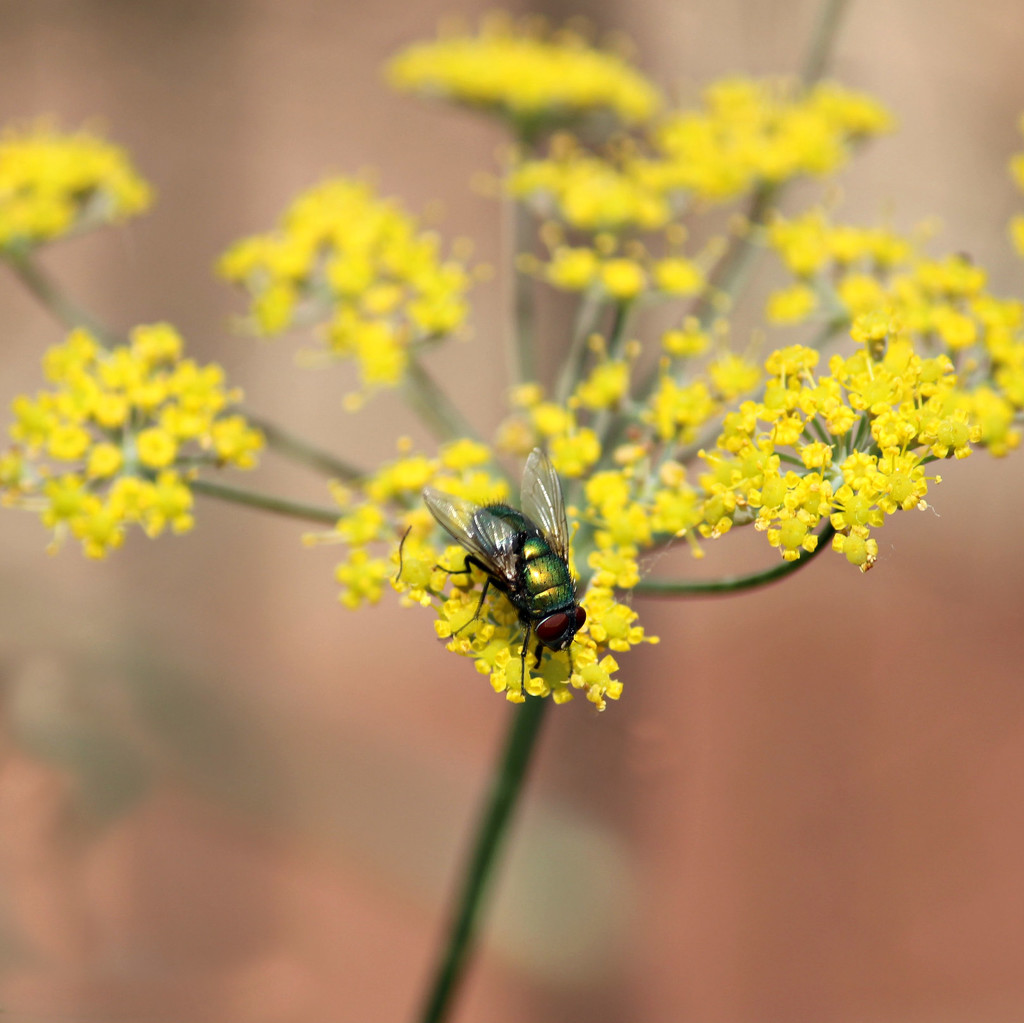 Fly On Fennel. by wendyfrost