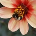 small bee on small dahlia by quietpurplehaze