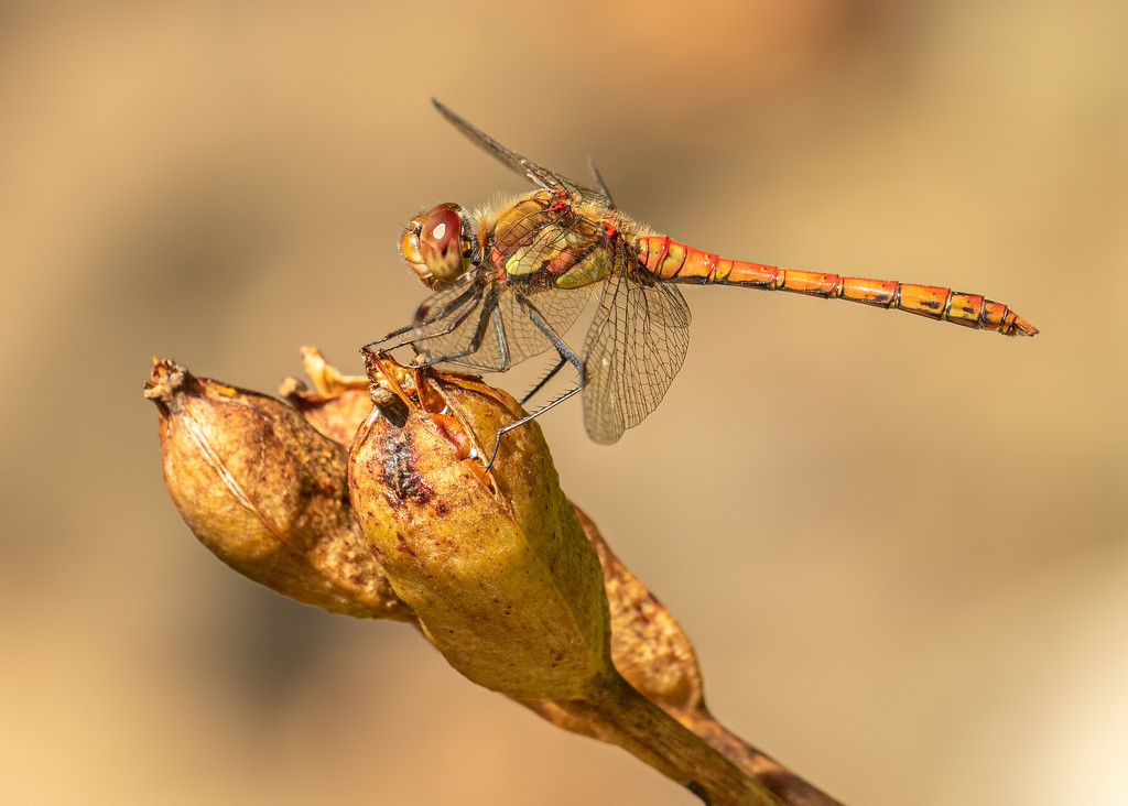 dragonfly  by shepherdmanswife