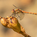 dragonfly  by shepherdmanswife