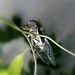 Cicada by peggysirk