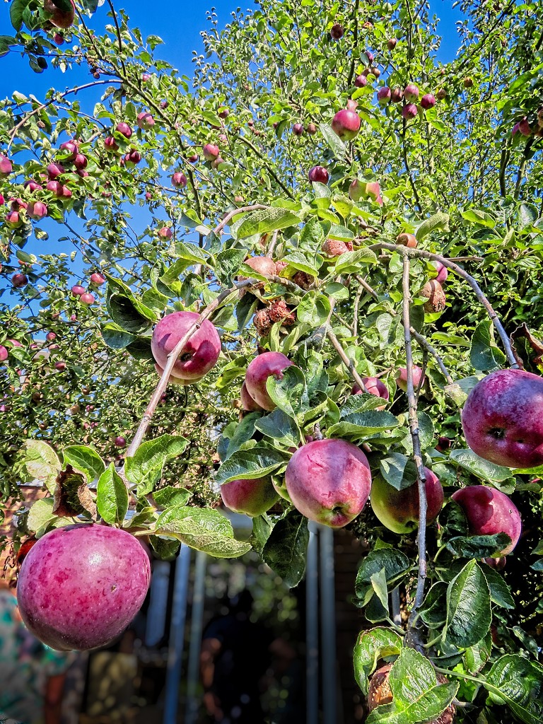 Apples Galore!! by billyboy