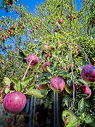 28th Aug 2019 - Apples Galore!!
