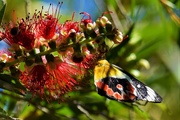 29th Aug 2019 -   Red Spotted Jezebel Butterfly ~     