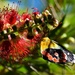   Red Spotted Jezebel Butterfly ~      by happysnaps