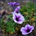 Pretty Purple Petunias ~ by happysnaps