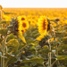 sunset sunflowers by aecasey
