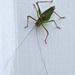 Speckled Bush Cricket by ellida