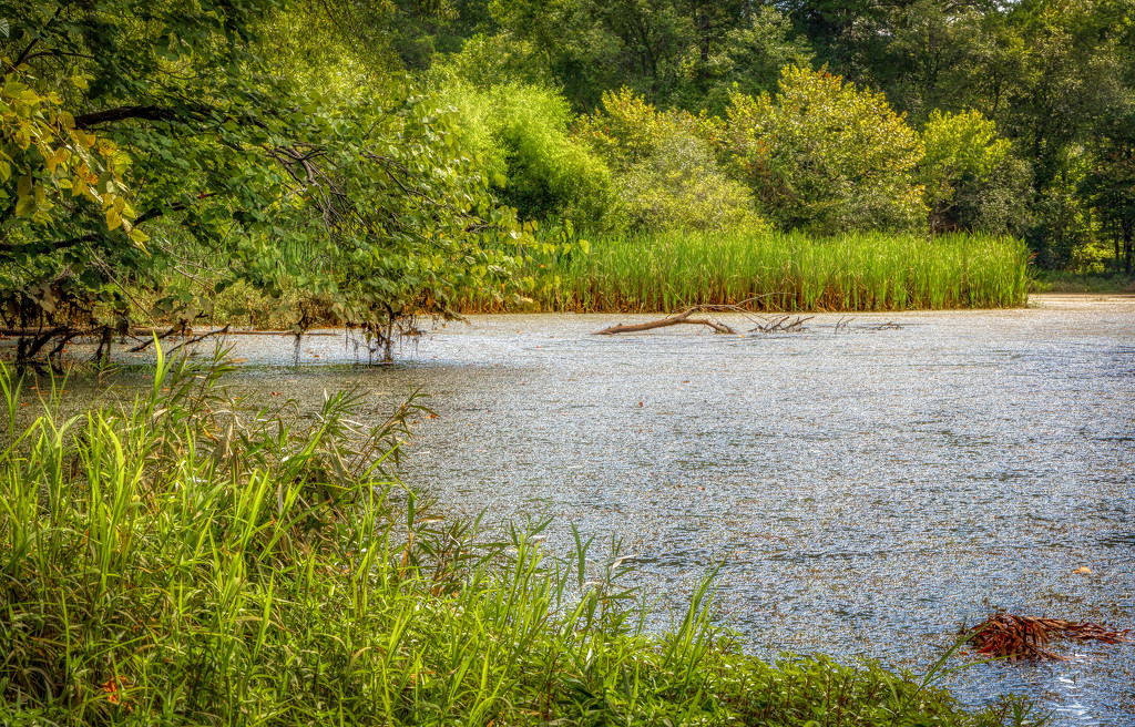 Swampy Etowah by kvphoto