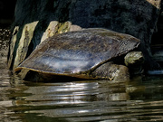 28th Aug 2019 - Eastern Spiny Softshell turtle