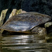 Eastern Spiny Softshell turtle by rminer