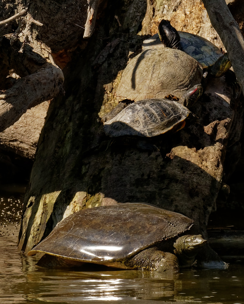 stack of turtles by rminer