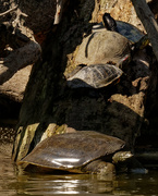28th Aug 2019 - stack of turtles