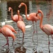 flamingos by gijsje