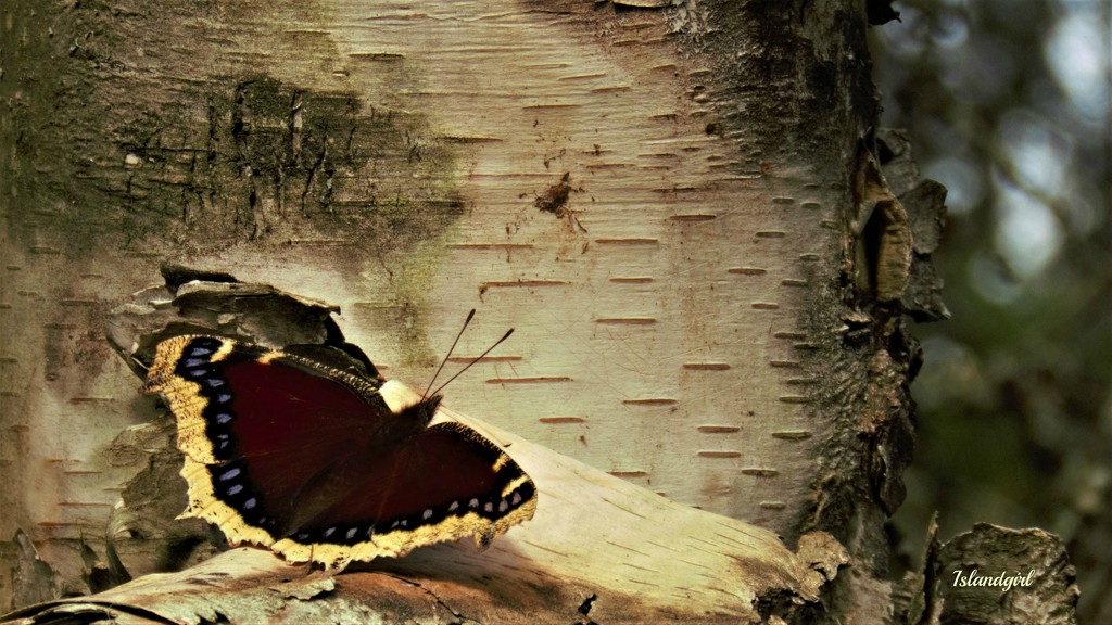 The Mourning Cloak Butterfly by radiogirl
