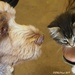 Puppy Loves Kitten! by selkie
