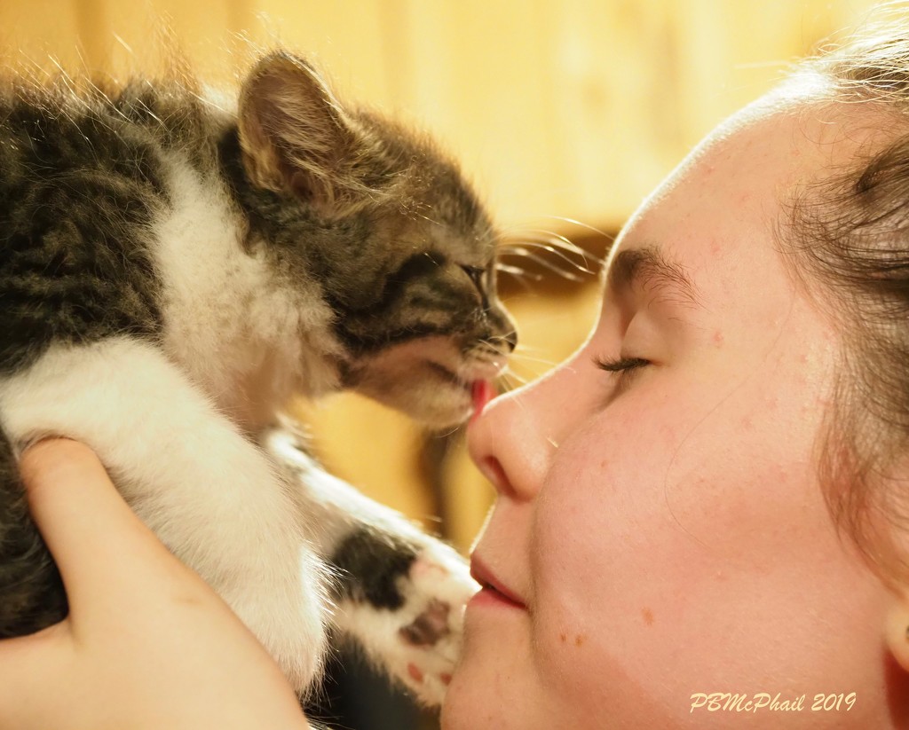 Kitten Kisses by selkie