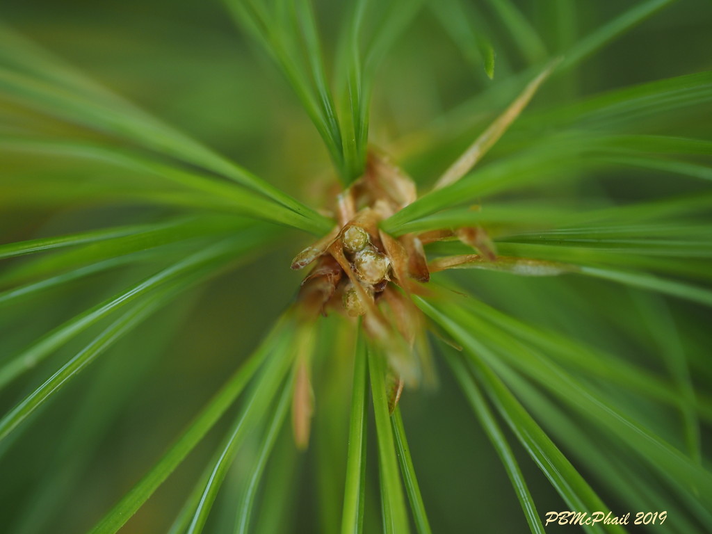 Pine Needles by selkie
