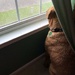 Window Watcher by homeschoolmom