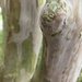 Abstract Crepe Myrtle by homeschoolmom
