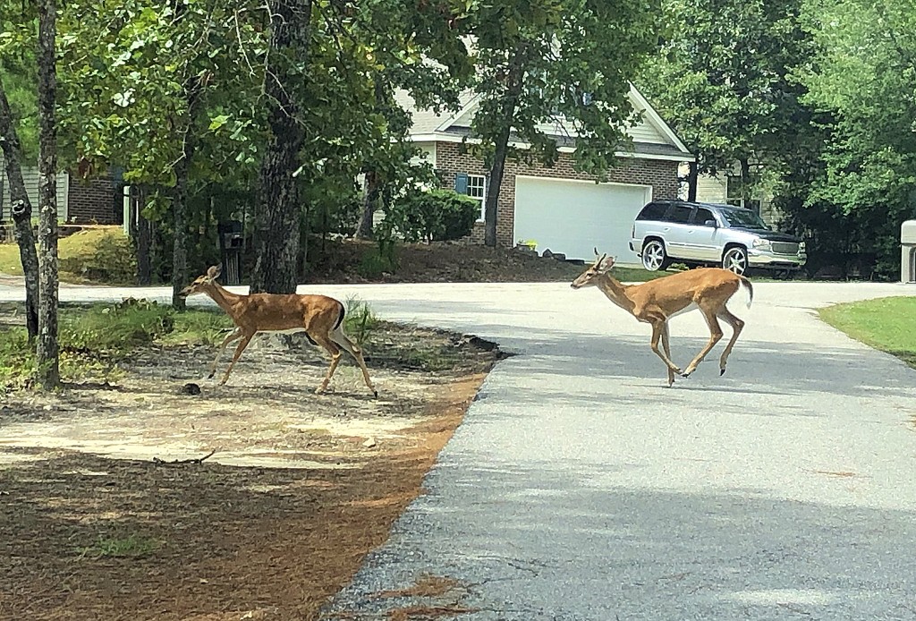 Deer crossing by homeschoolmom