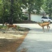 Deer crossing by homeschoolmom