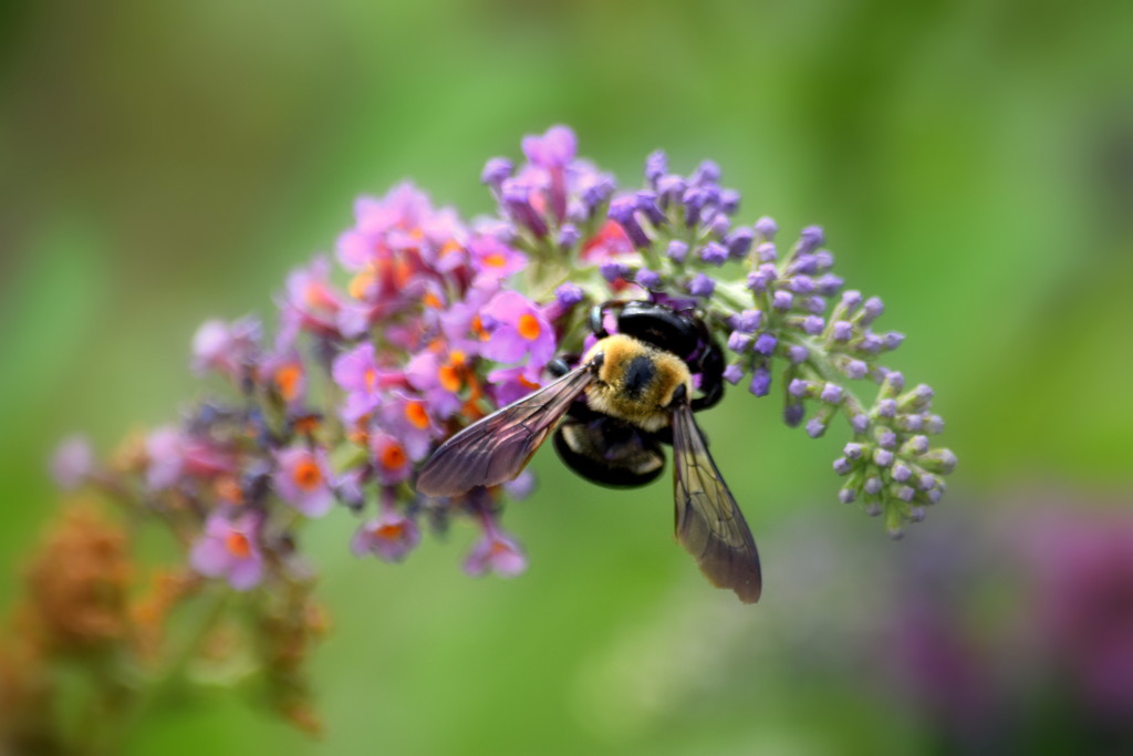 Busy Bee by genealogygenie