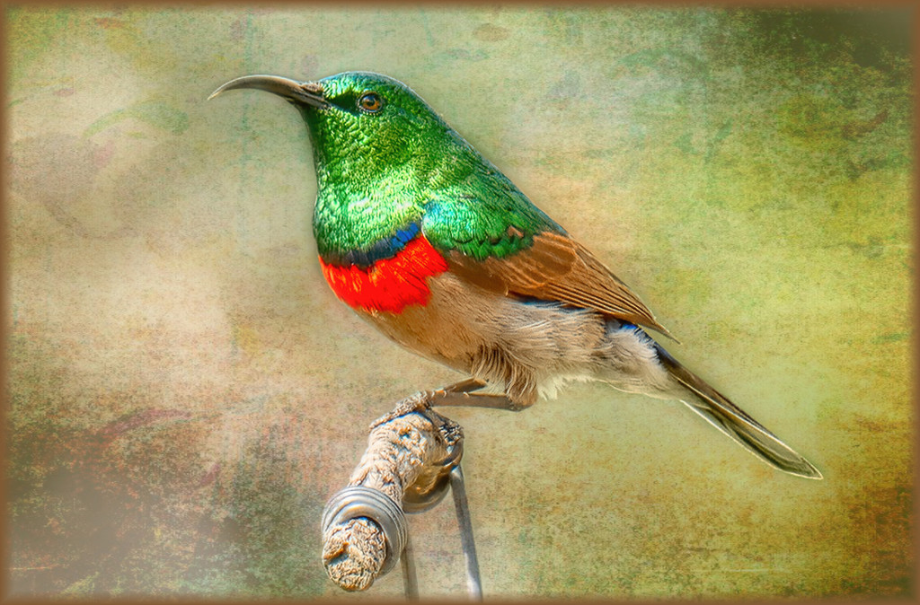 Southern Double-collared Sunbird by ludwigsdiana