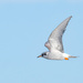 Black fronted tern in flight by maureenpp