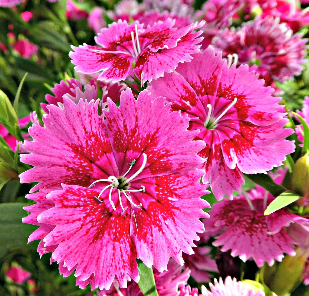Dianthus. by wendyfrost