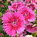 Dianthus. by wendyfrost