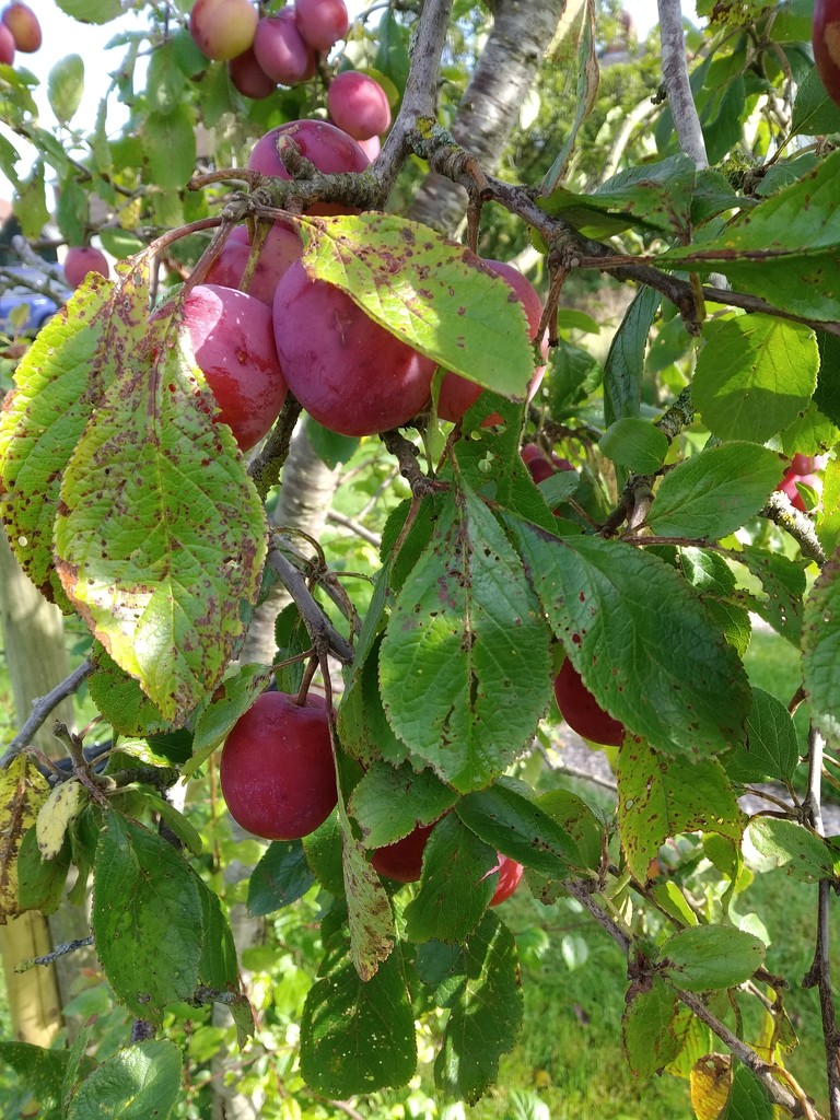 I'm a little plum tree by brennieb