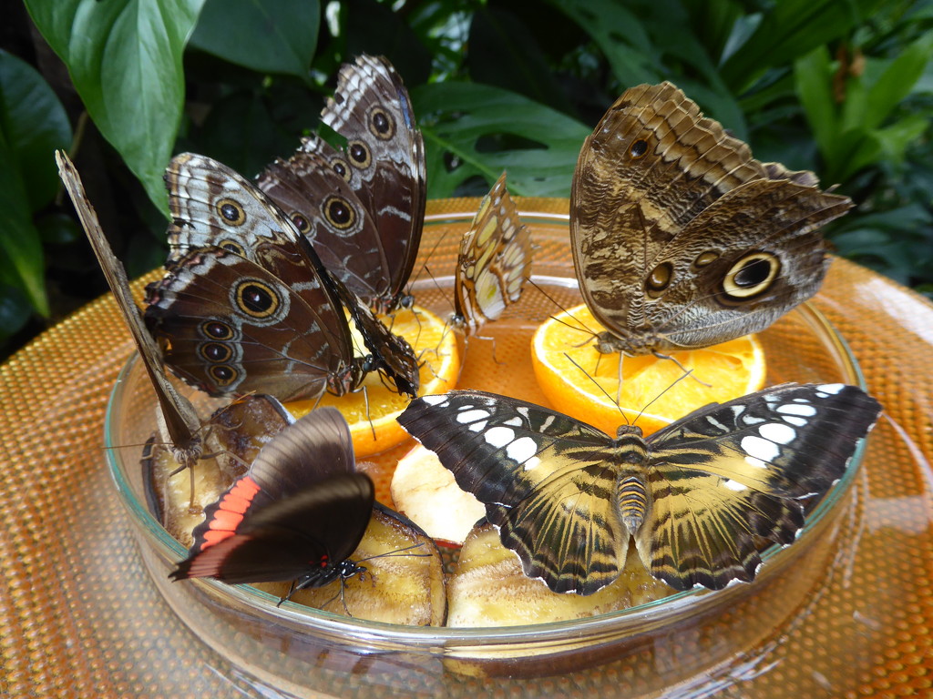 Hungry butterflies by cmp