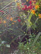 29th Aug 2019 - Spider web
