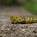 Grasshopper  by tosee