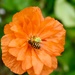 Bee in Queen Anne’s Garden by sandlily