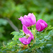 Wild Rose by frequentframes