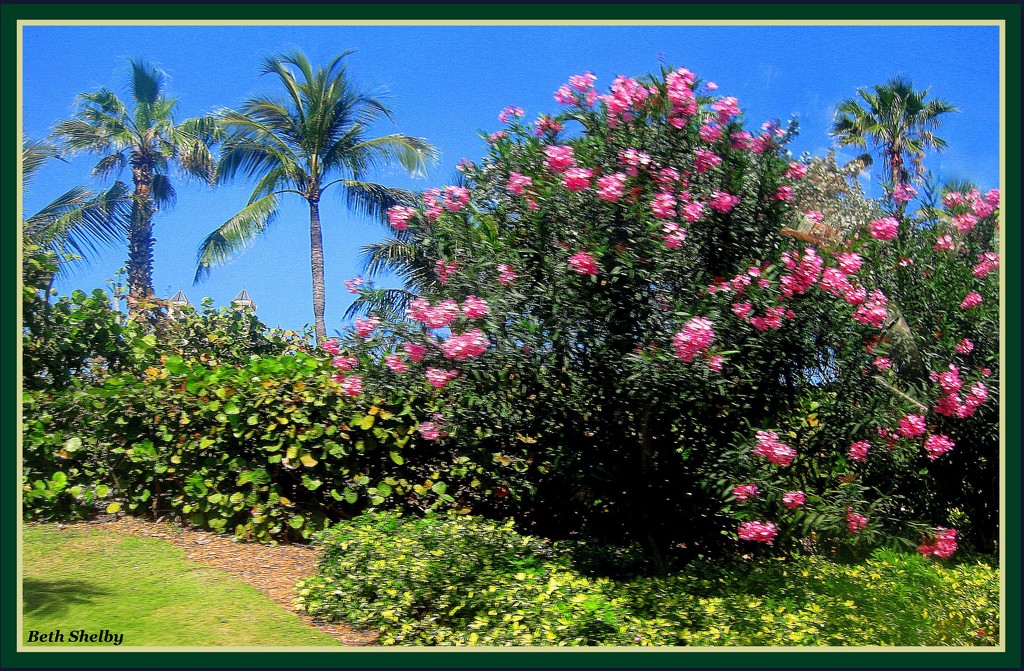 P Is For Palms and Pink Flowers by vernabeth