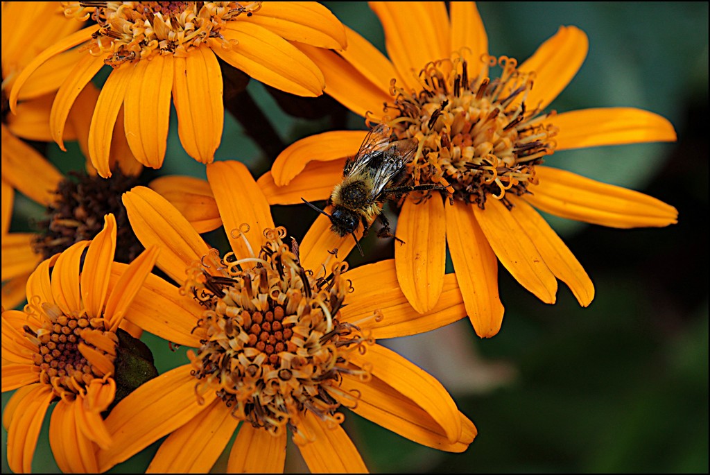 Bee-utiful by olivetreeann