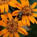 Bee-utiful by olivetreeann
