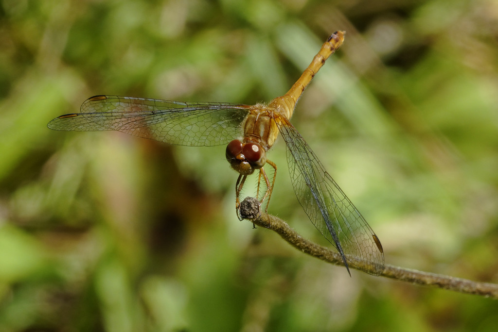 orange meadowhawk dragonfly by rminer